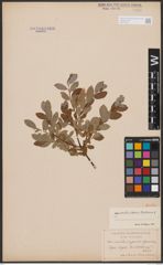 Salix aurita L. x Salix repens L. x Salix starkeana Willd.